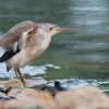 Bukacek zlutonohy - Ixobrychus sinensis - Yellow Bittern o8745
